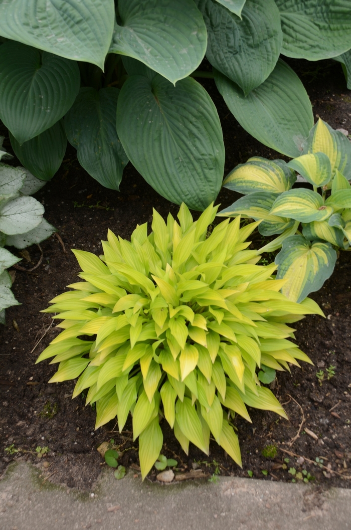 Munchkin Fire Hosta, Plantain Lily - Hosta 'Munchkin Fire' (Hosta, Plantain Lily) from E.C. Brown's Nursery