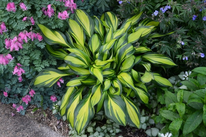Hosta, Plantain Lily - Hosta 'Rainbow's End' from E.C. Brown's Nursery Hosta, Plantain Lily - Hosta 'Rainbow's End' from E.C. Brown's Nursery
