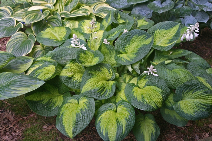 'Brother Stefan' Hosta, Plantain Lily - Hosta from E.C. Brown's Nursery