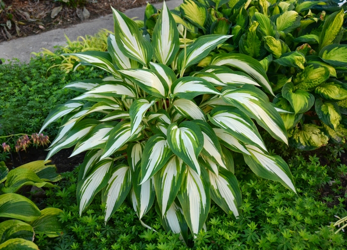 Cool as a Cucumber Hosta, Plantain Lily - Hosta ''Cool as a Cucumber'' (Hosta, Plantain Lily) from E.C. Brown's Nursery Cool as a Cucumber Hosta, Plantain Lily - Hosta ''Cool as a Cucumber'' (Hosta, Plantain Lily) from E.C. Brown's Nursery