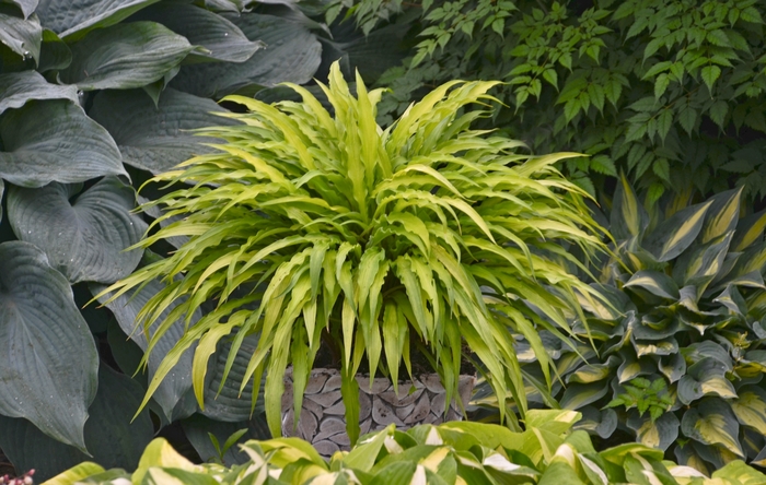 Curly Fries Hosta, Plantain Lily - Hosta 'Curly Fries' (Hosta, Plantain Lily) from E.C. Brown's Nursery