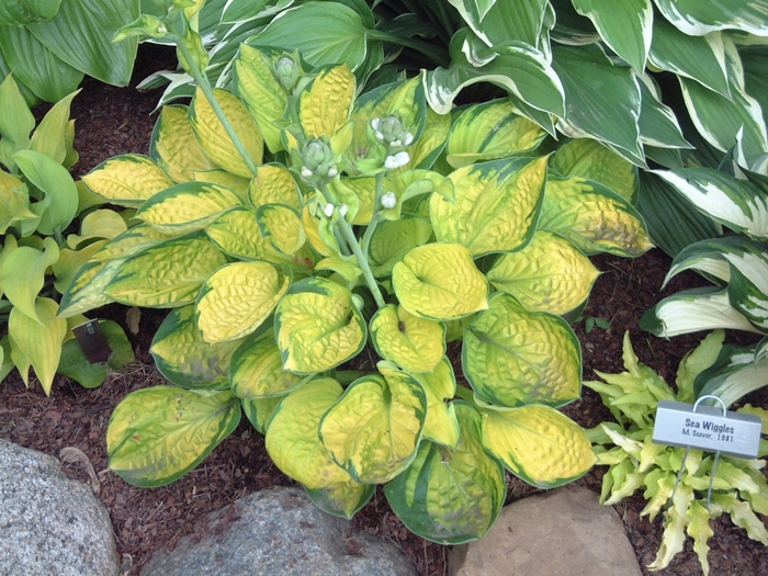 Rainforest Sunrise Hosta, Plantain Lily - Hosta 'Rainforest Sunrise' (Hosta, Plantain Lily) from E.C. Brown's Nursery