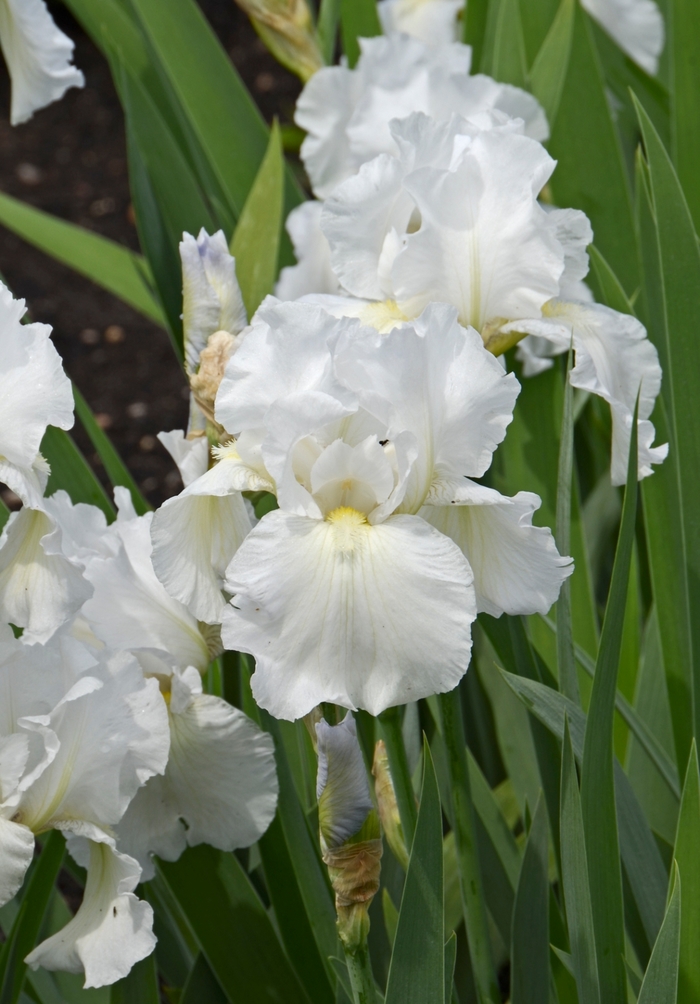 Immortality Bearded Iris - Iris germanica 'Immortality' (Bearded Iris) from E.C. Brown's Nursery