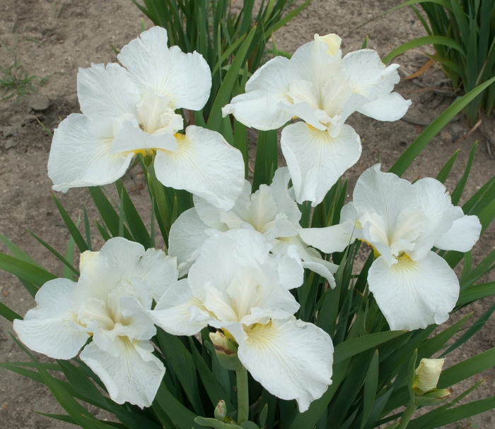 Swans in Flight Siberian Iris - Iris sibirica 'Swans in Flight' (Siberian Iris) from E.C. Brown's Nursery