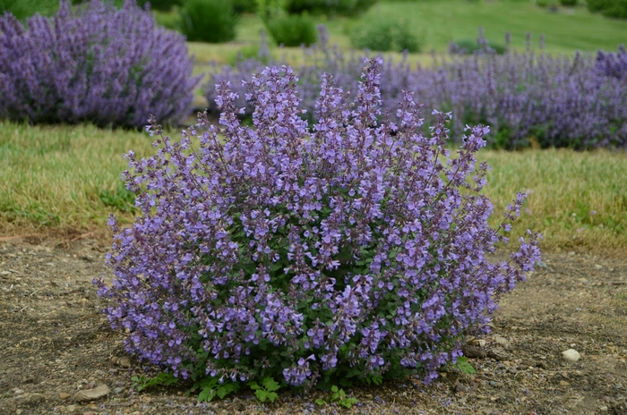Kitten Around Catmint - Nepeta x faassenii 'Kitten Around' (Catmint) from E.C. Brown's Nursery Kitten Around Catmint - Nepeta x faassenii 'Kitten Around' (Catmint) from E.C. Brown's Nursery