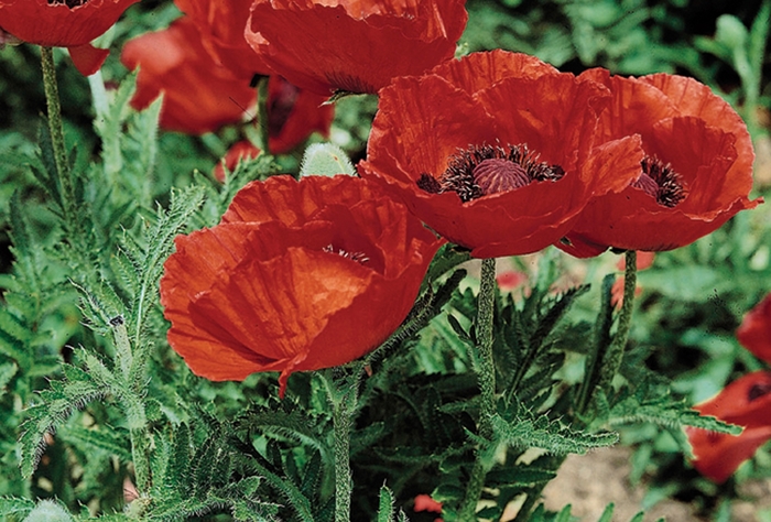 Oriental Poppy - Papaver orientale 'Beauty of Livermore' from E.C. Brown's Nursery