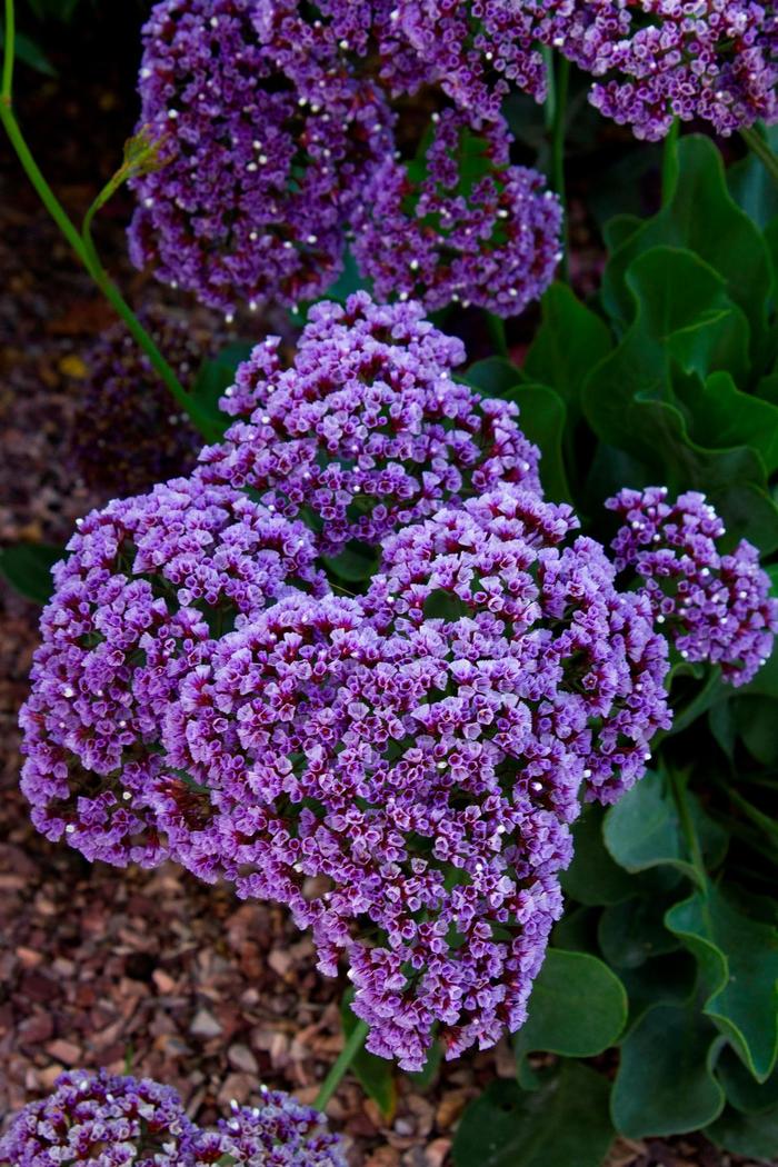 Sea Lavender - Limonium latifolium from E.C. Brown's Nursery