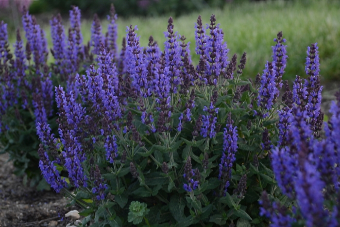 'Bumbleblue' - Salvia nemorosa from E.C. Brown's Nursery 'Bumbleblue' - Salvia nemorosa from E.C. Brown's Nursery