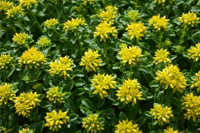 'Little Miss Sunshine' - Sedum hybrid from E.C. Brown's Nursery