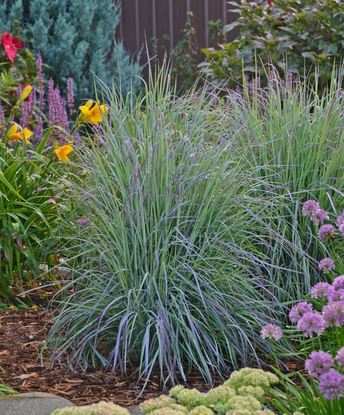 Twilight Zone Little Bluestem - Schizachyrium scoparium 'Twilight Zone' from E.C. Brown's Nursery