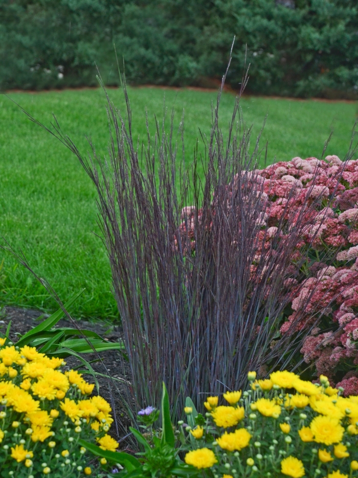 Little Bluestem - Schizachyrium scoparium 'Smoke Signal' from E.C. Brown's Nursery