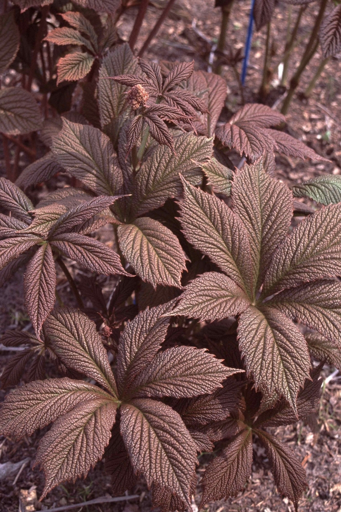 Featherleaf Rodgersia - Rodgersia pinnata 'Chocolate Wing' from E.C. Brown's Nursery