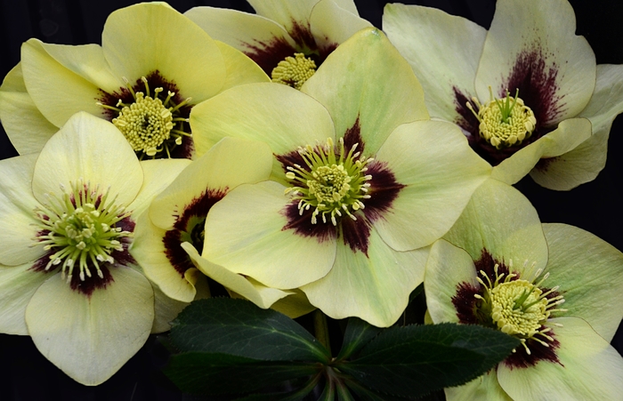 Honeymoon® 'Spanish Flare' - Helleborus hybrid from E.C. Brown's Nursery