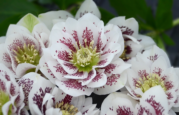 Wedding Party™ 'Confetti Cake' - Helleborus x from E.C. Brown's Nursery Wedding Party™ 'Confetti Cake' - Helleborus x from E.C. Brown's Nursery