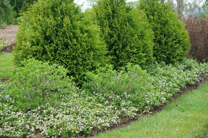 Ground Hug® Chokeberry - Aronia melanocarpa 'UCONNAM012' PP31821 from E.C. Brown's Nursery