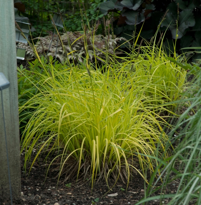 'Bowles Golden' Gold Sedge - Carex elata from E.C. Brown's Nursery 'Bowles Golden' Gold Sedge - Carex elata from E.C. Brown's Nursery