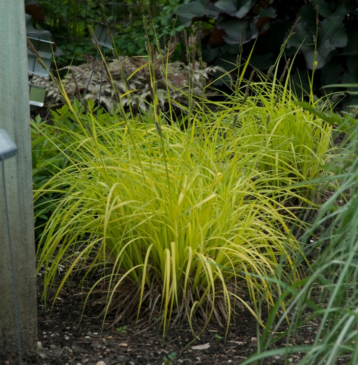 'Bowles Golden' Gold Sedge - Carex elata from E.C. Brown's Nursery