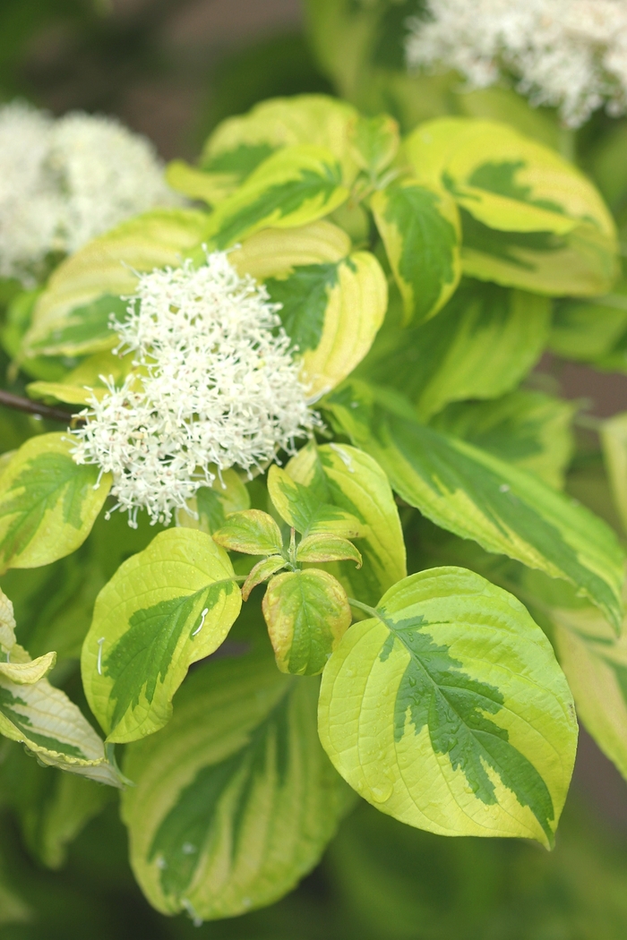 Variegated Dogwood - Cornus alternifolia 'Golden Shadows' from E.C. Brown's Nursery