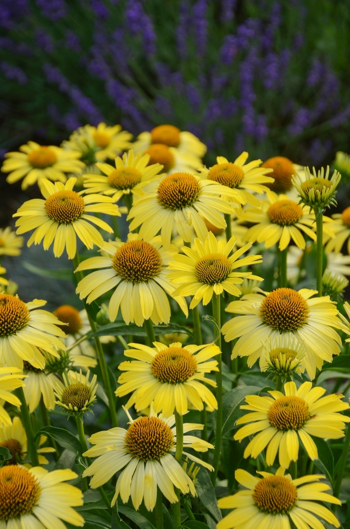 Coneflower - Echinacea 'Cleopatra' from E.C. Brown's Nursery Coneflower - Echinacea 'Cleopatra' from E.C. Brown's Nursery