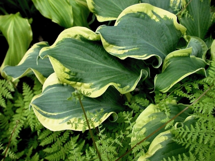 Shadowland® Wheee!' - Hosta hybrid from E.C. Brown's Nursery