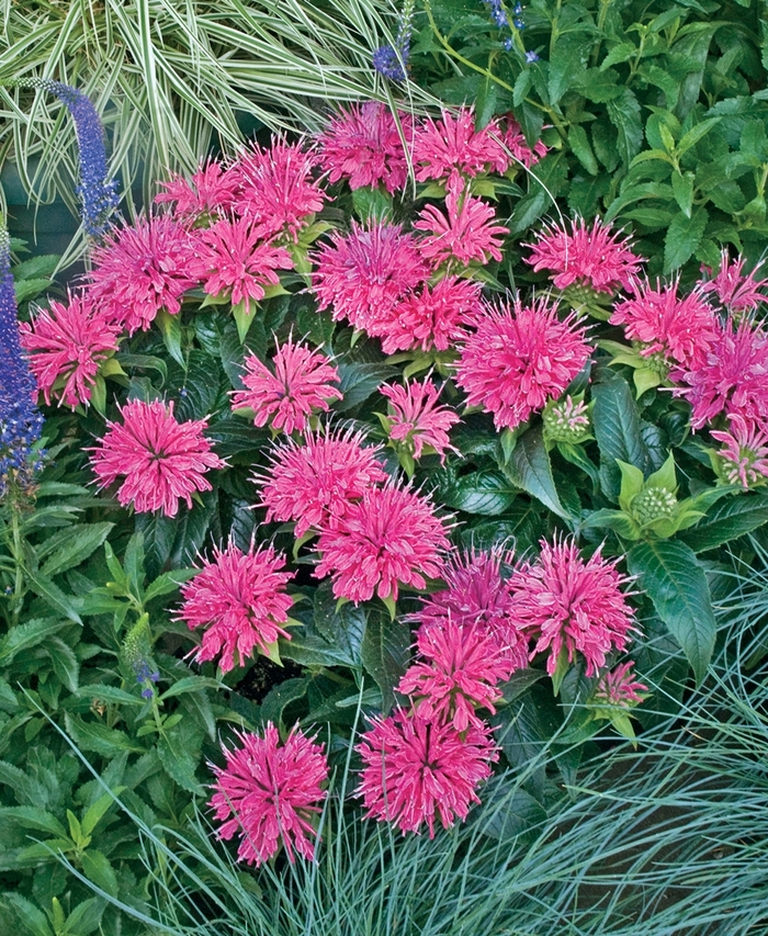 'Pardon My Pink' - Monarda didyma from E.C. Brown's Nursery