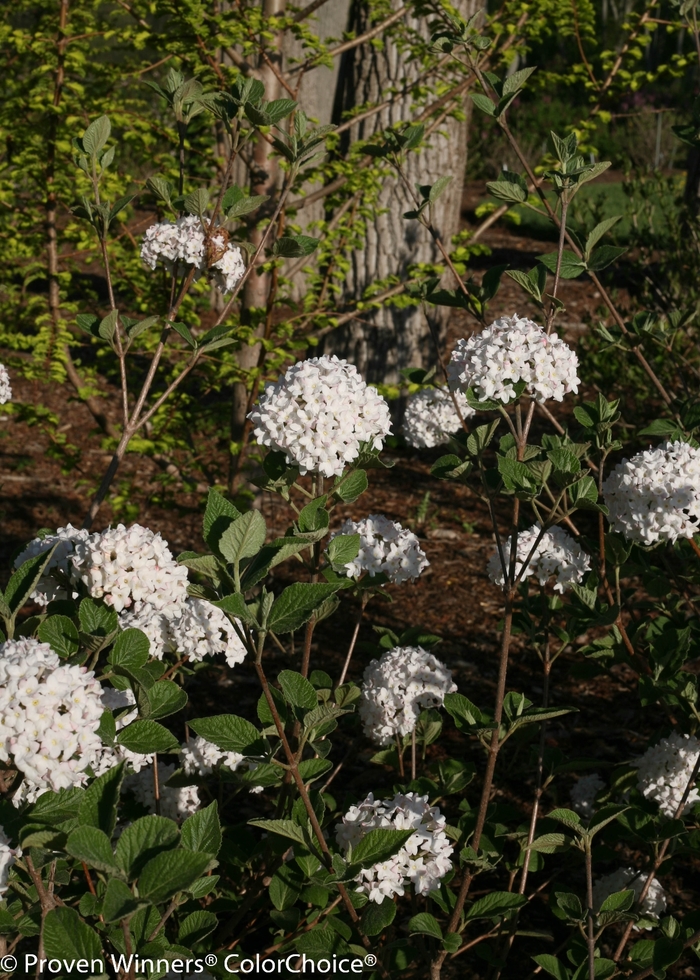 Spice Baby™ - Viburnum carlesii from E.C. Brown's Nursery Spice Baby™ - Viburnum carlesii from E.C. Brown's Nursery