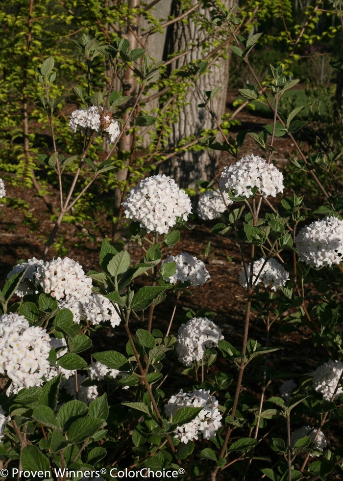 Spice Baby™ - Viburnum carlesii from E.C. Brown's Nursery