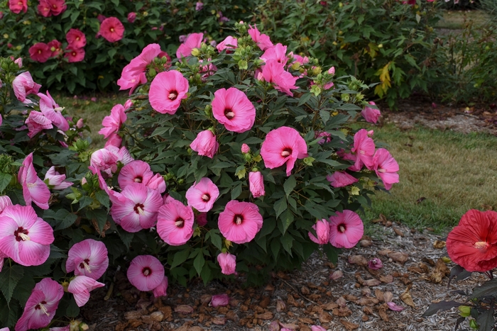 Summerific® 'Candy Crush' - Hibiscus hybrid from E.C. Brown's Nursery Summerific® 'Candy Crush' - Hibiscus hybrid from E.C. Brown's Nursery