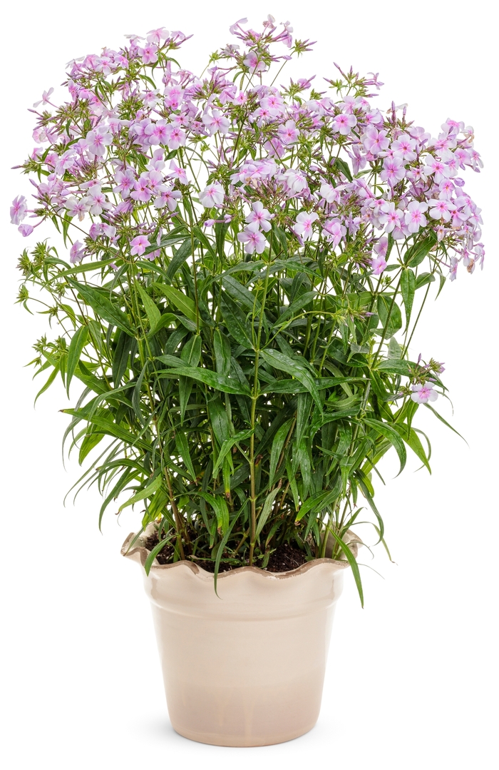 'Opening Act Pink-a-Dot' - Phlox hybrid from E.C. Brown's Nursery 'Opening Act Pink-a-Dot' - Phlox hybrid from E.C. Brown's Nursery