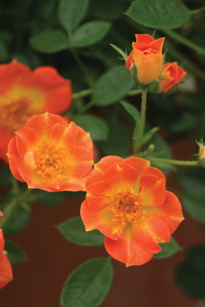 Oso Easy® Paprika - Rosa x 'ChewMayTime' PP18347 from E.C. Brown's Nursery