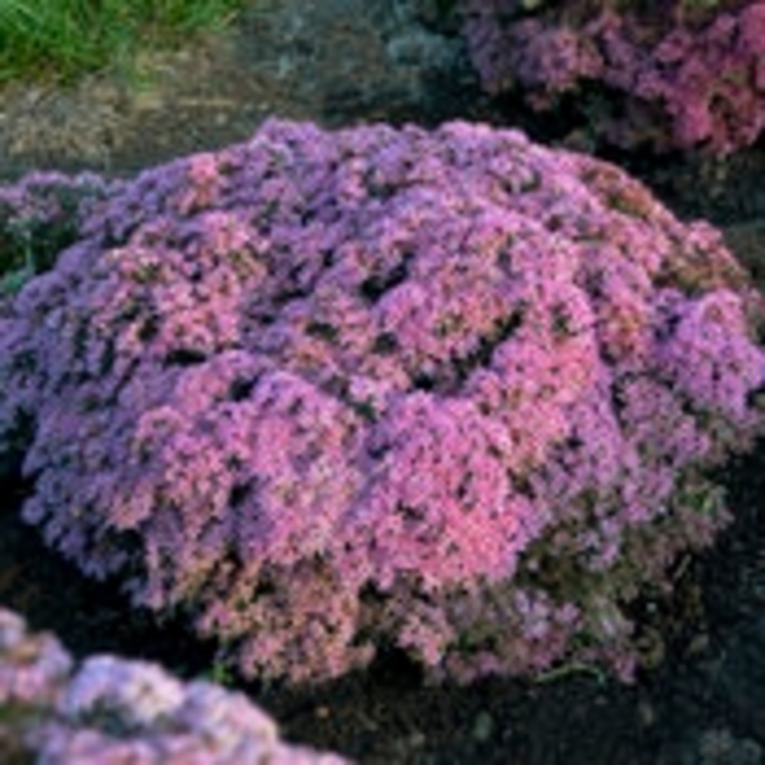 Rock 'N Grow® 'Pride and Joy' - Sedum hybrid from E.C. Brown's Nursery Rock 'N Grow® 'Pride and Joy' - Sedum hybrid from E.C. Brown's Nursery