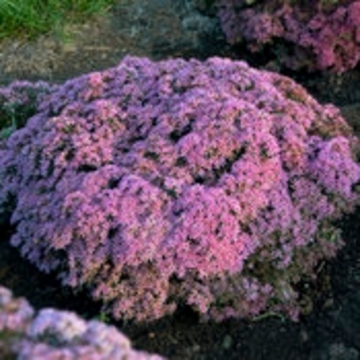 Rock 'N Grow® 'Pride and Joy' - Sedum hybrid from E.C. Brown's Nursery