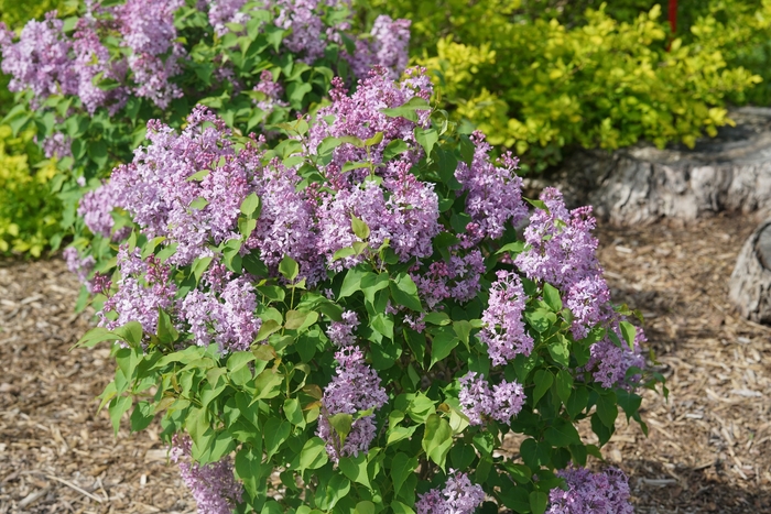 Scentara Pura® - Syringa x hyacinthiflora from E.C. Brown's Nursery