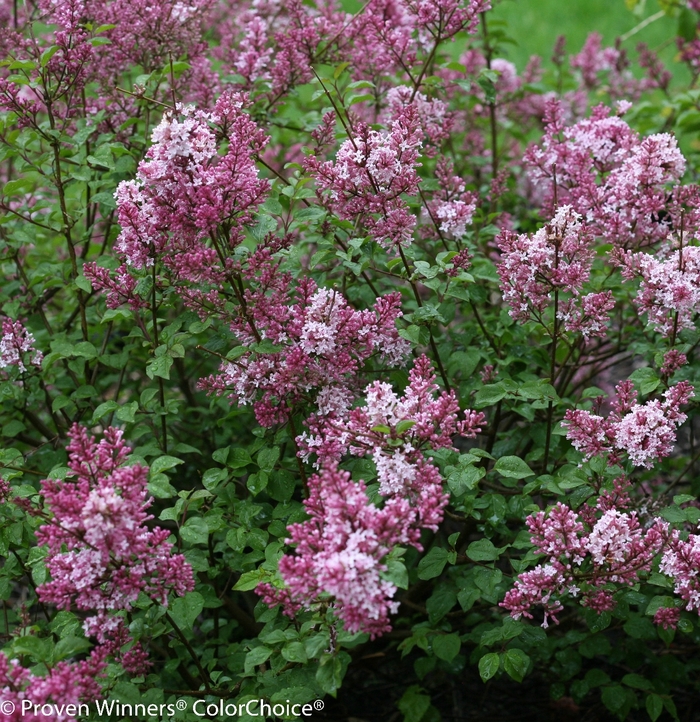 Scent and Sensibility™ Pink - Syringa x from E.C. Brown's Nursery