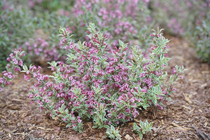 My Monet Purple Effect® - Weigela florida from E.C. Brown's Nursery