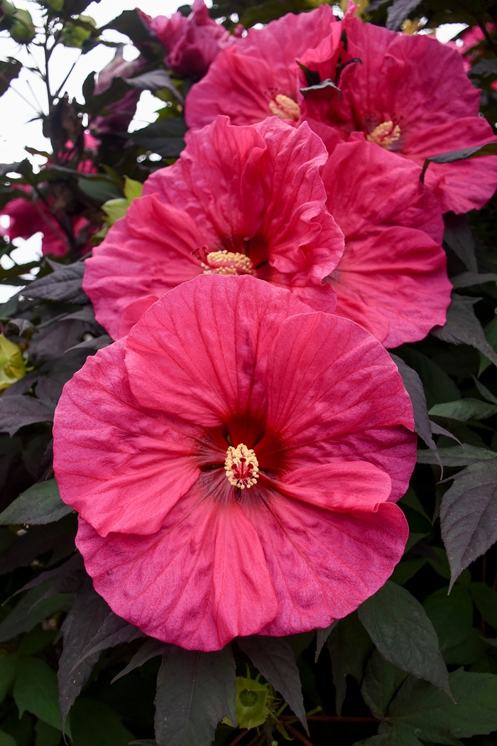 Summerific® 'Evening Rose' - Hibiscus hybrid from E.C. Brown's Nursery