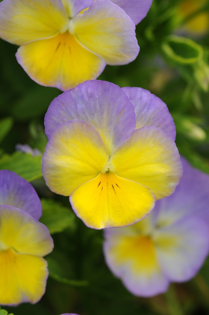 Halo Lemon Frost - Viola cornuta from E.C. Brown's Nursery Halo Lemon Frost - Viola cornuta from E.C. Brown's Nursery