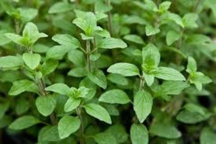 Origanum vulgare - Oregano from E.C. Brown's Nursery Origanum vulgare - Oregano from E.C. Brown's Nursery