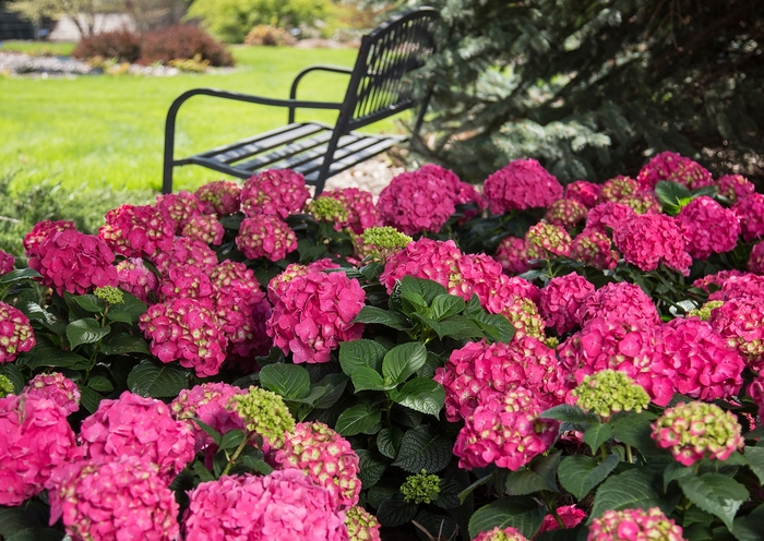 'Summer Crush®' - Bigleaf Hydrangea from E.C. Brown's Nursery