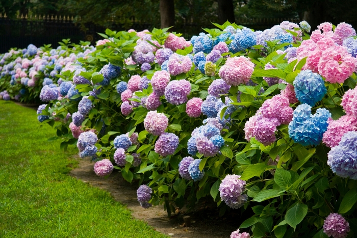 The Original® - Hydrangea macrophylla from E.C. Brown's Nursery