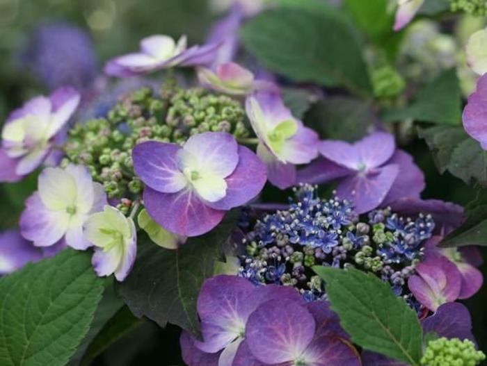 Tuff Stuff™ - Hydrangea serrata from E.C. Brown's Nursery