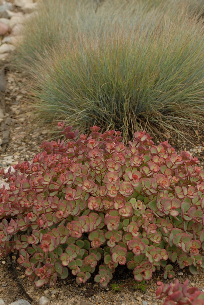 October Daphne - Sedum sieboldii (October Daphne) from E.C. Brown's Nursery