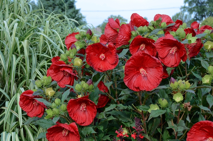 Summerific® 'Cranberry Crush' - Hibiscus hybrid from E.C. Brown's Nursery