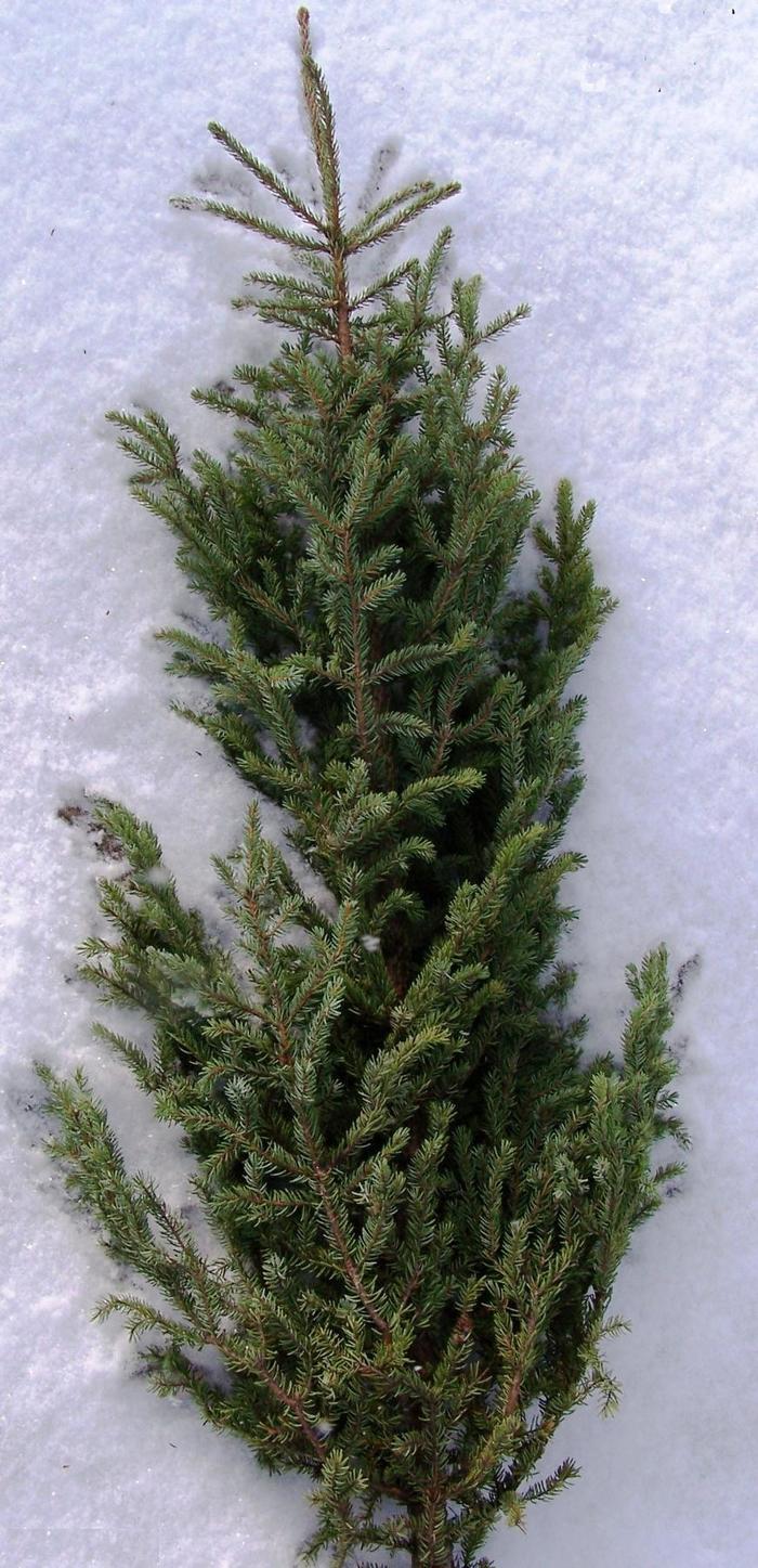 'Nana' - Picea orientalis from E.C. Brown's Nursery