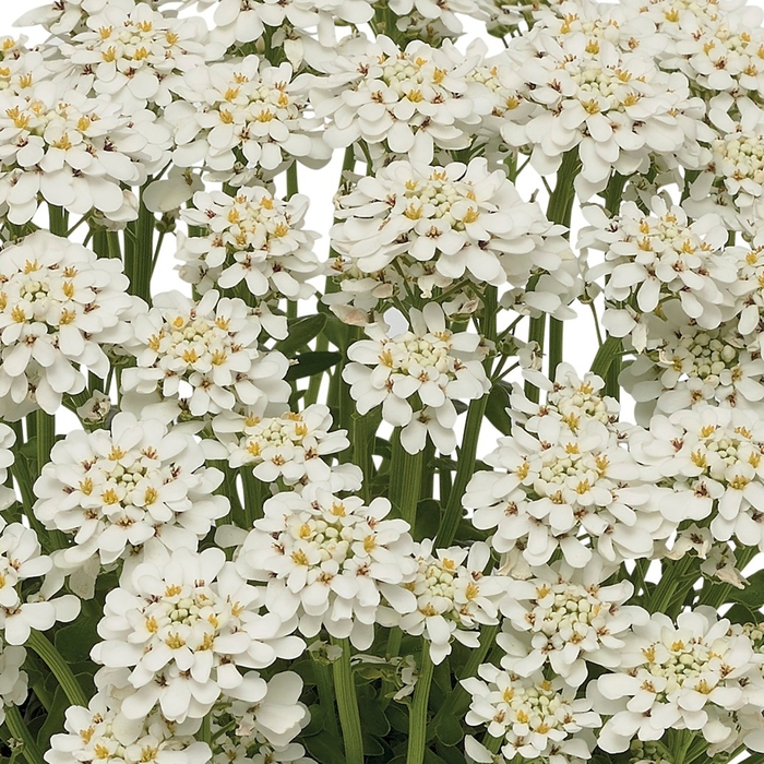 Snowdrift™ - Iberis sempervirens from E.C. Brown's Nursery