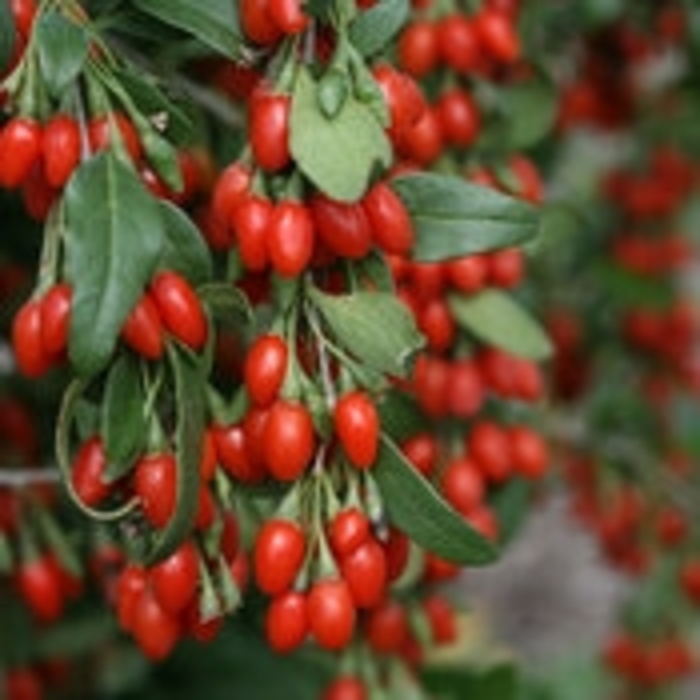 Sweet Lifeberry® - Lycium barbarum from E.C. Brown's Nursery