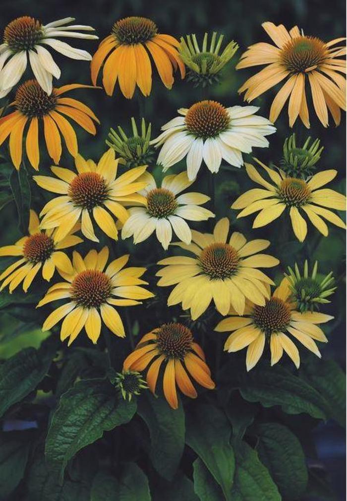 Mellow Yellow Coneflower - Echinacea purpurea ''Mellow Yellow'' (Coneflower) from E.C. Brown's Nursery Mellow Yellow Coneflower - Echinacea purpurea ''Mellow Yellow'' (Coneflower) from E.C. Brown's Nursery