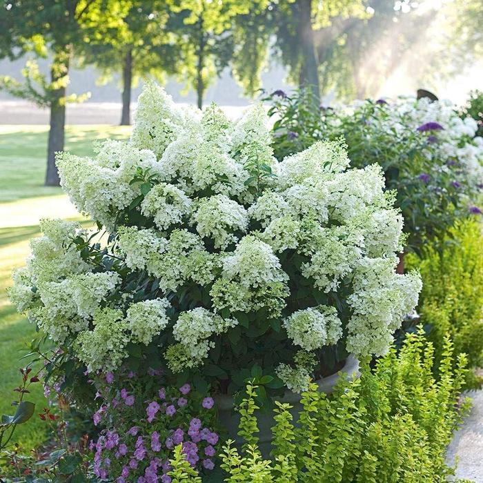 Bobo® - Hydrangea paniculata from E.C. Brown's Nursery