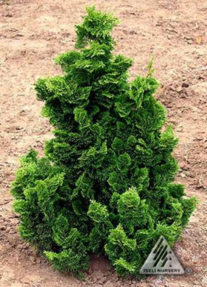 Dwarf Hinoki Falsecypress - Chamaecyparis obtusa 'Nana Gracilis' from E.C. Brown's Nursery Dwarf Hinoki Falsecypress - Chamaecyparis obtusa 'Nana Gracilis' from E.C. Brown's Nursery