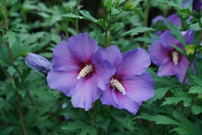 Rose of Sharon - Hibiscus syriacus from E.C. Brown's Nursery